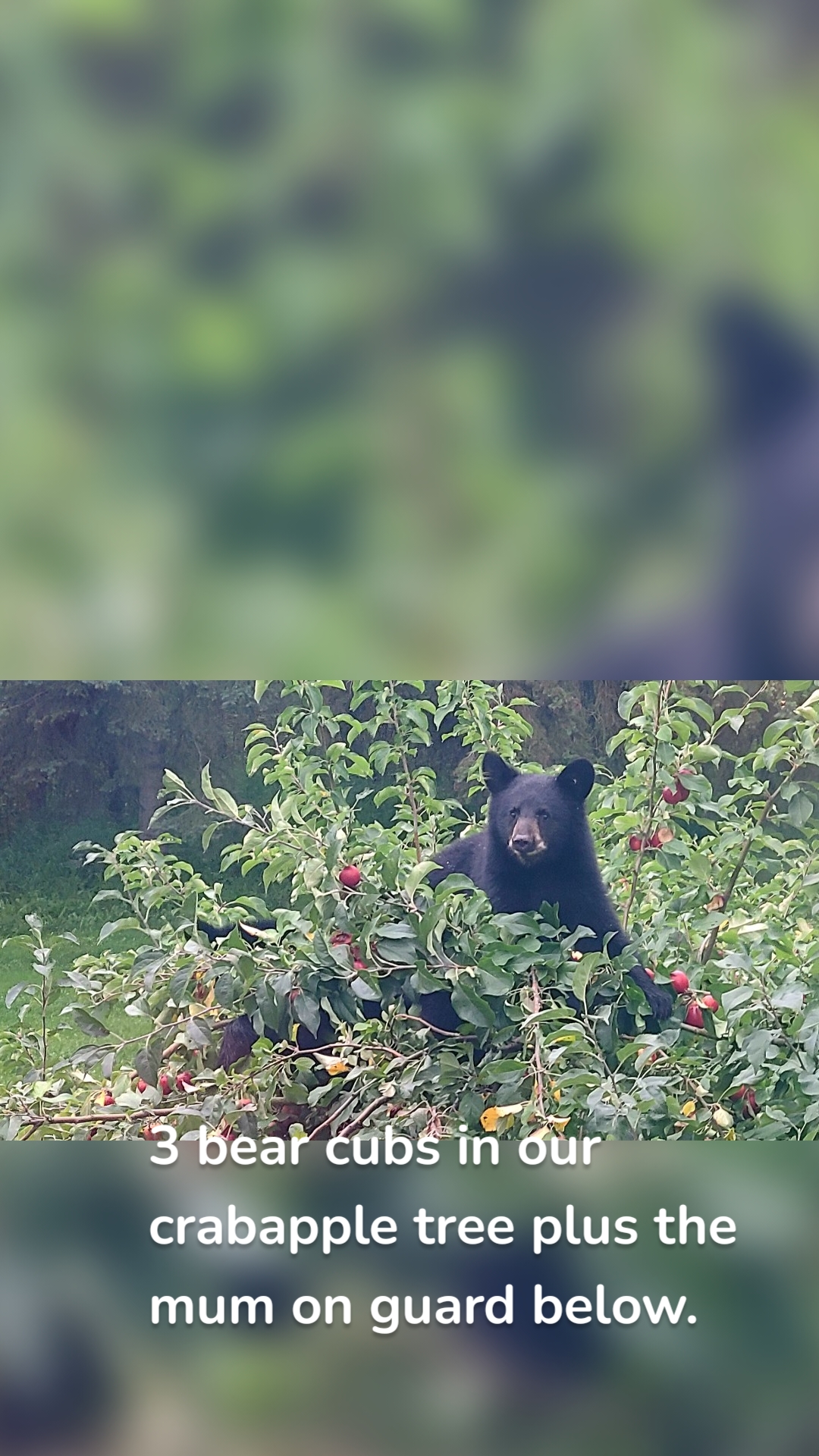 3 bear cubs in our crabapple tree plus the mum on guard below. 